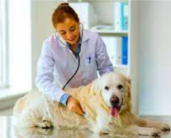 LOYAL PET CLINIC & SURGERY CENTRE