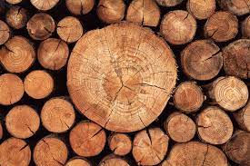 SHRI BALAJI TIMBER TRADERS